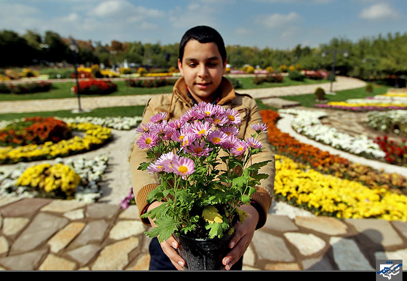 جشنواره گل های داوودی