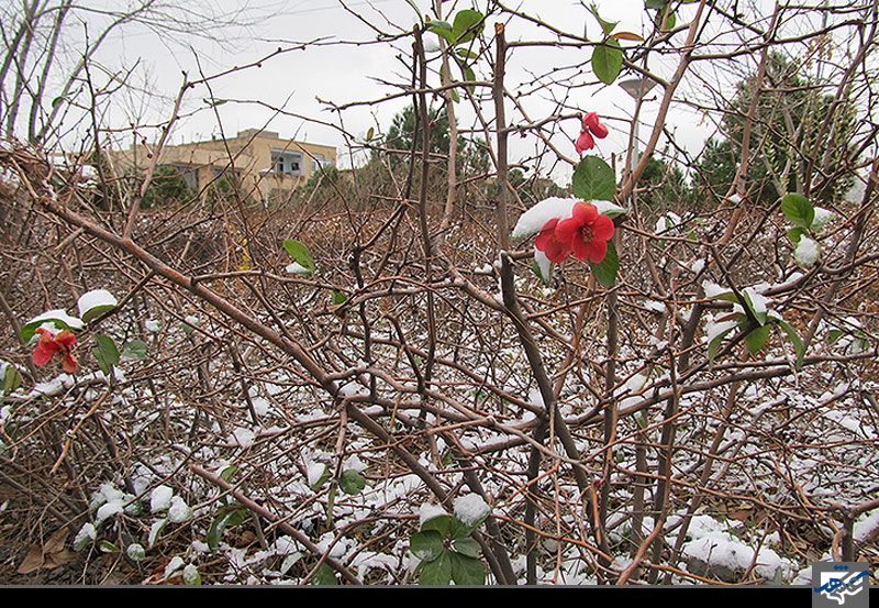 بارش برف سبک پاییزی پنج شنبه چهاردهم آذر شروع صبح بوستان شاهد