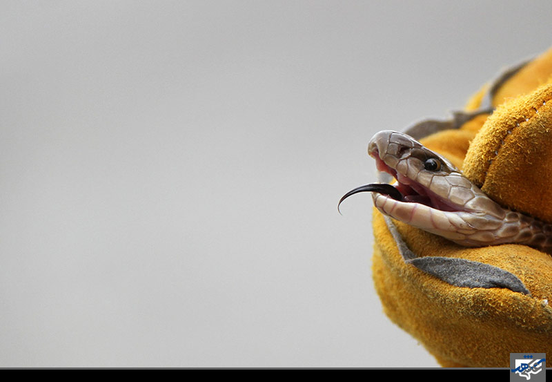 شکار مار کبری