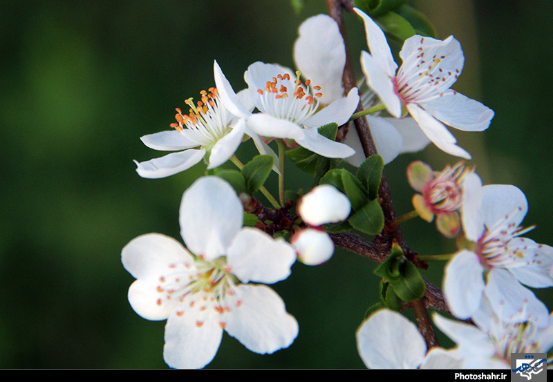 طبیعت بهاری مشهد