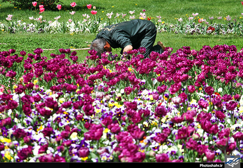 جشنواره گل های پیازی در مشهد
