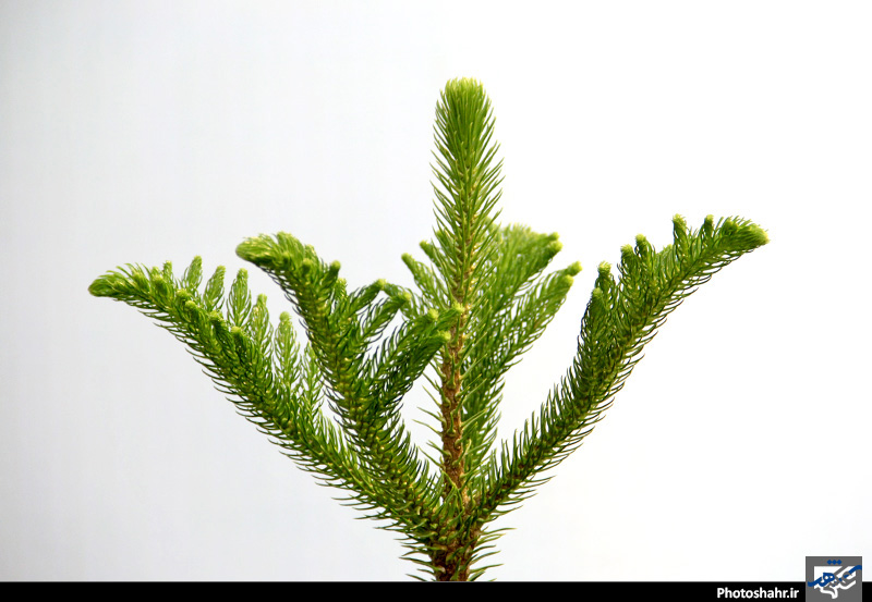 چهاردهمین نمایشگاه بین المللی گل و گیاه، ابزار و ادوات باغبانی مشهد