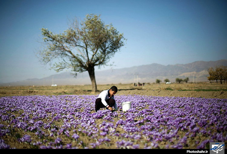 فصل طلای سرخ