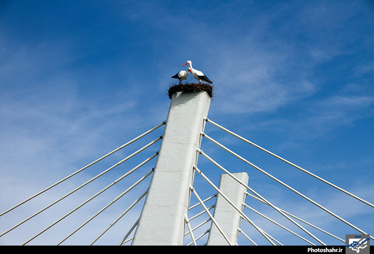 المان های نوروزی در مشهد 2