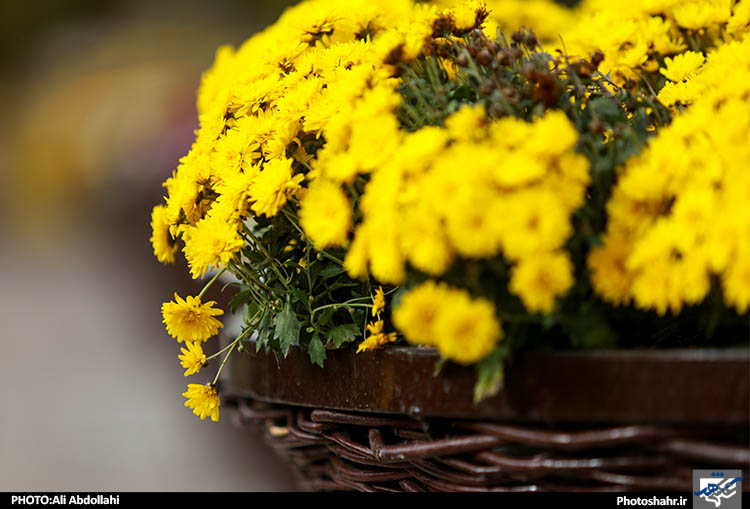 نمایشگاه تخصصی گلهای داودی 