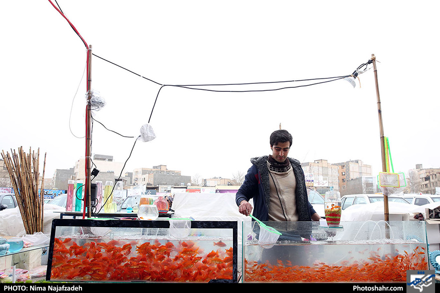 بازار ماهی قرمز