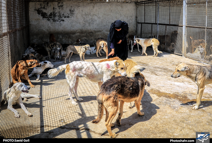 پایان سگ کُشی