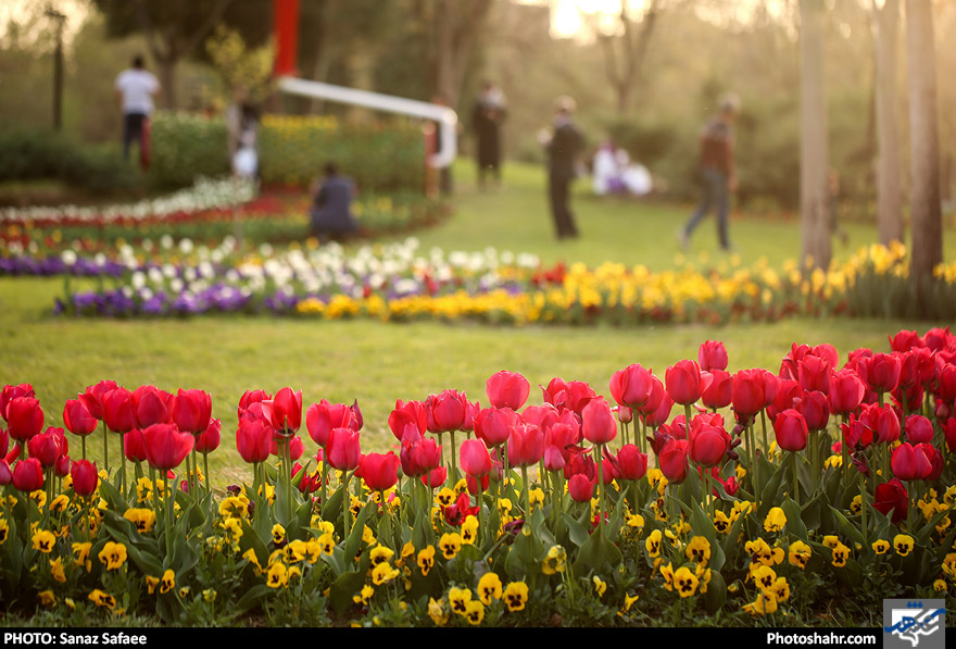 رویش لاله ها در بوستان ملت