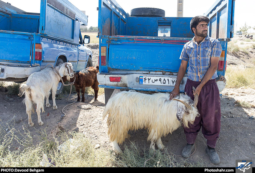 بازار خرید و فروش دام برای ذبح عید قربان 