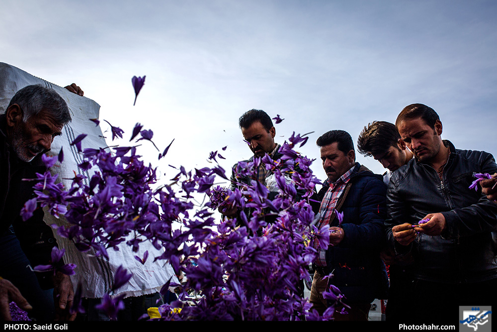 فصل طلای سرخ 