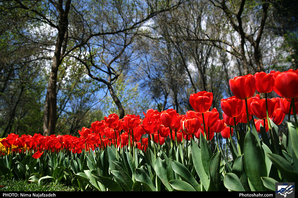 جشنواره گلهای پیازی در بوستان ملت مشهد