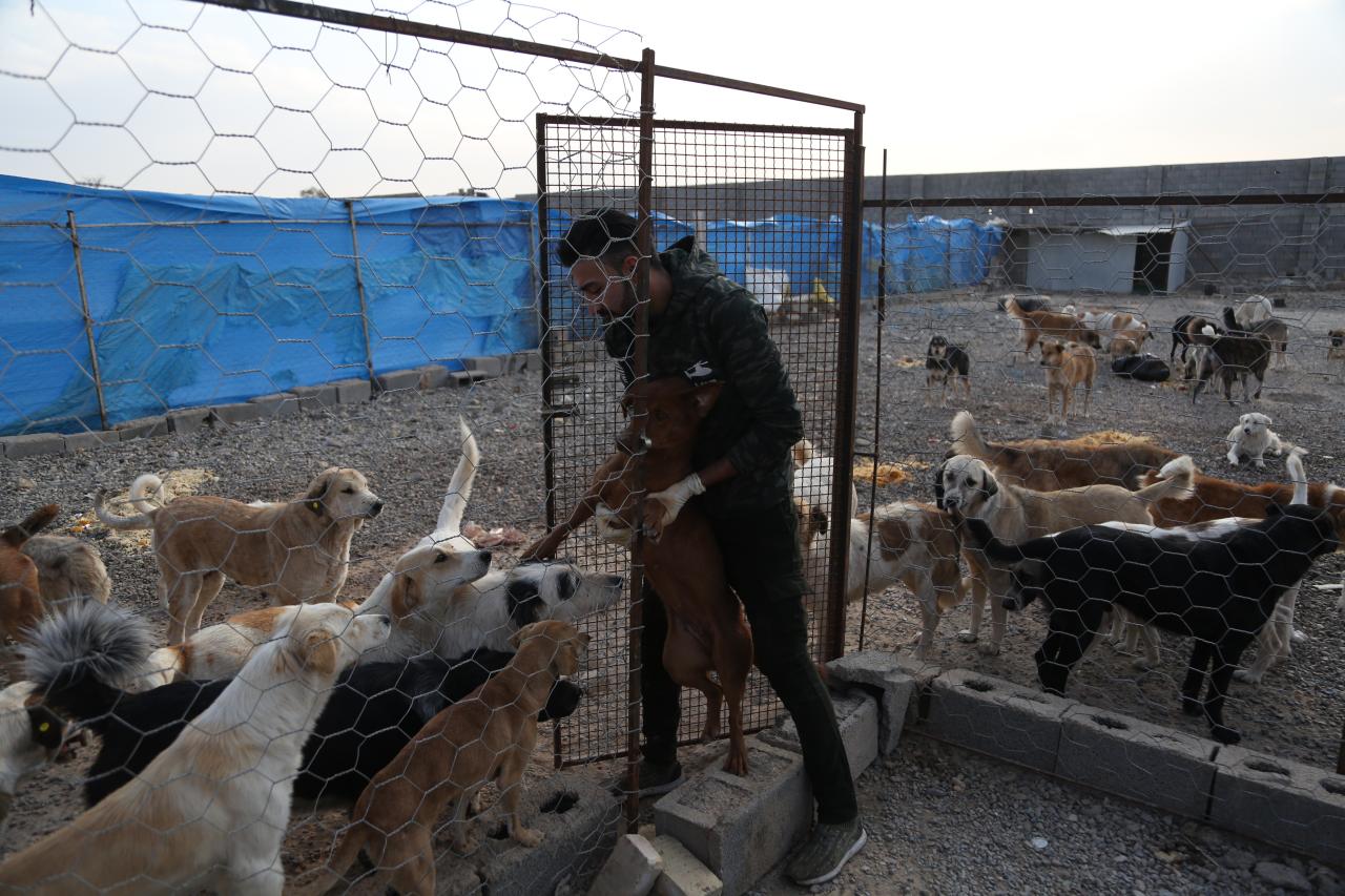 روایت ۵ بانویی که بدون کمک دولتی پناه حیوانات شده اند