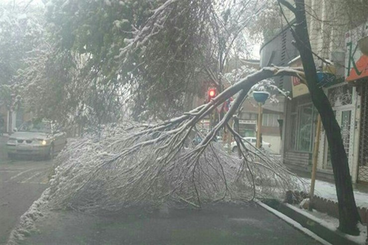 ثبت ۳۰ مورد سقوط درخت همزمان با بارش برف در مشهد