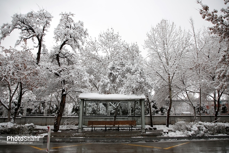 ۴۸ حادثه سقوط درخت در برف مشهد