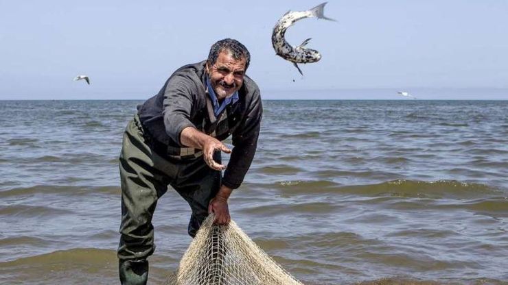 تکذیب آلودگی نیترات در ماهیان دریایی