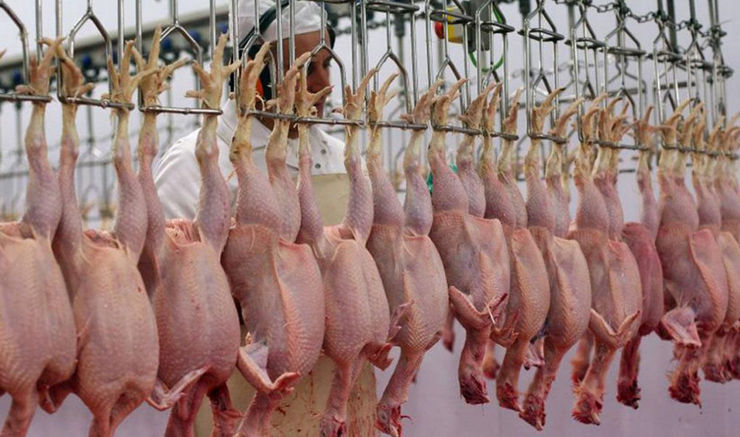 تولید گوشت مرغ کافی برای نوروز ۹۹