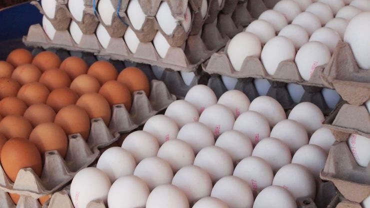 تولید سالانه ۹۰۰ هزار تن تخم‌مرغ در کشور