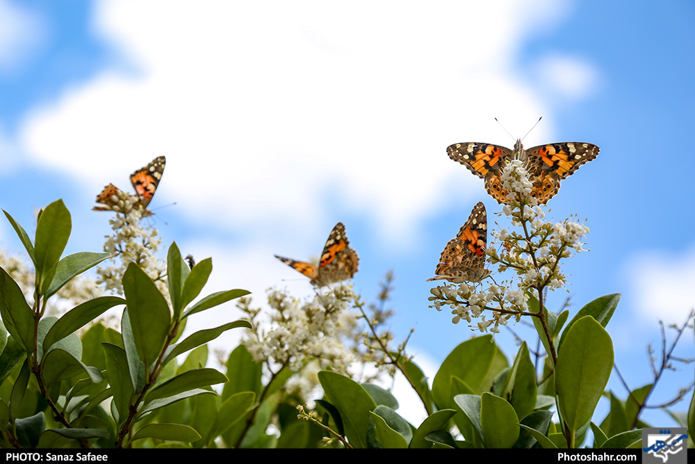 اثر پروانه‌ای