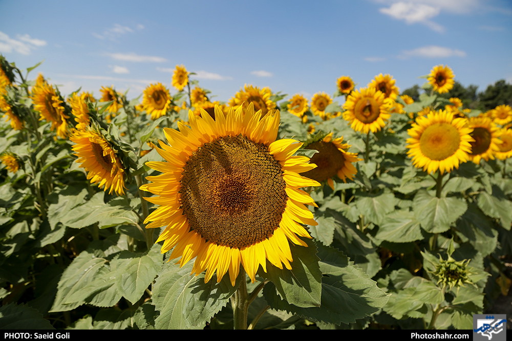 دومین جشنواره ملی روز مزرعه