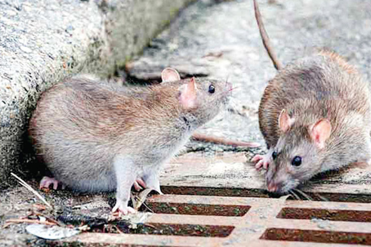 موش هایی که با قطار به مشهد می‌آیند