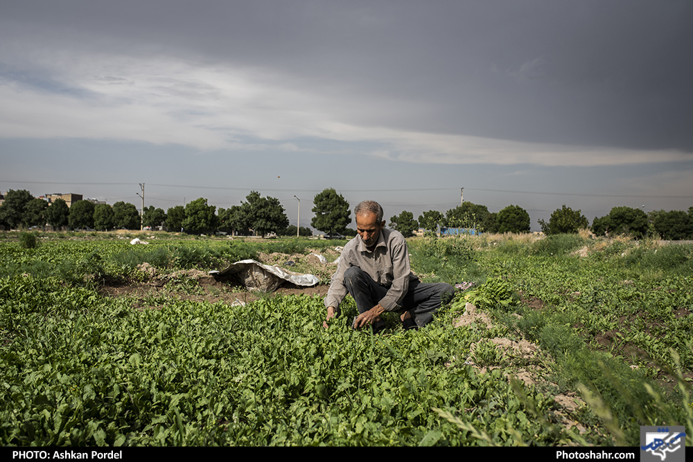بازارِ «سبز»