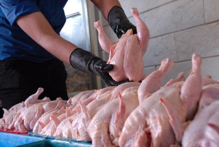 تولید بیش از ۶۴ هزارتن گوشت مرغ درکشتارگاه‌های طیور استان