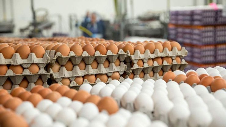 صادرات بیش از ۶ هزار تن تخم مرغ از خراسان رضوی