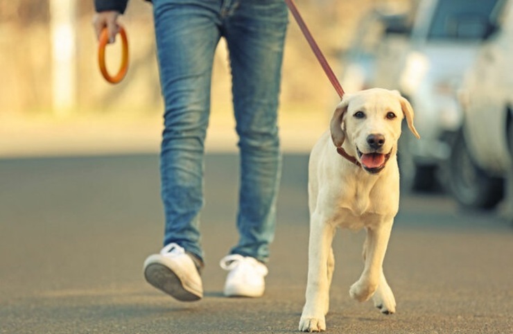 پیشینه قانون گذاری جدید برای سگ گردانی