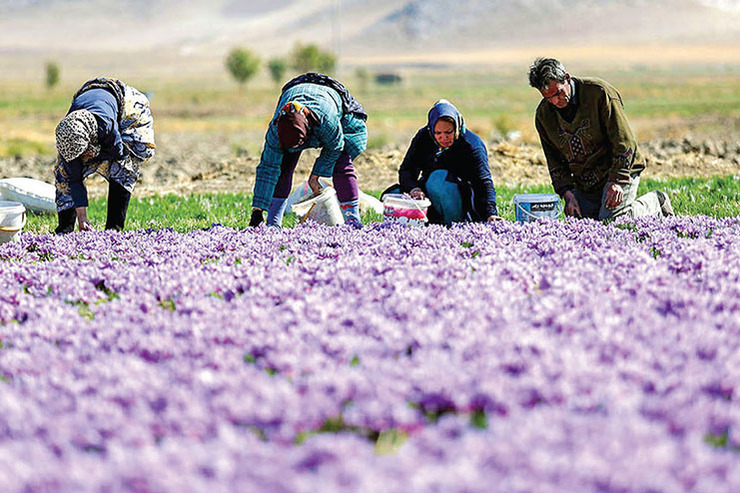 دست‌انداز ارزی برای صادرات زعفران