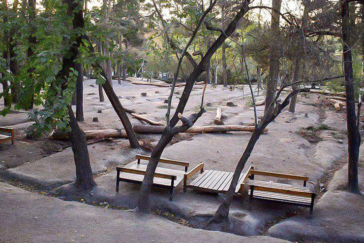 قطع ۲۶ درخت پارک وکیل‌آباد به دلیل پوسیدگی