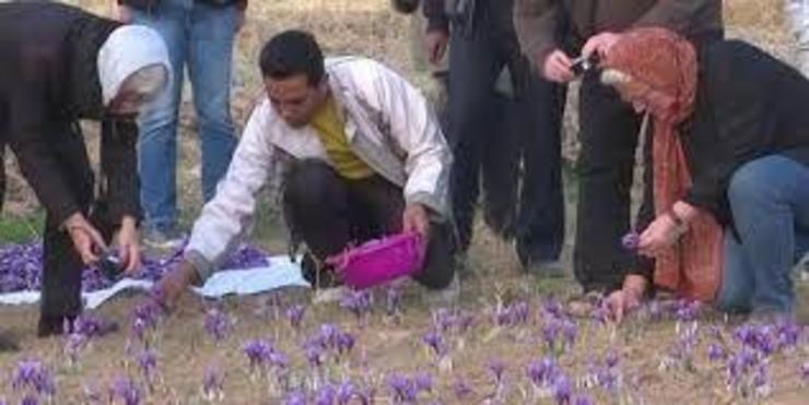 زعفران چیدن گردشگران ایتالیایی در مزارع گناباد