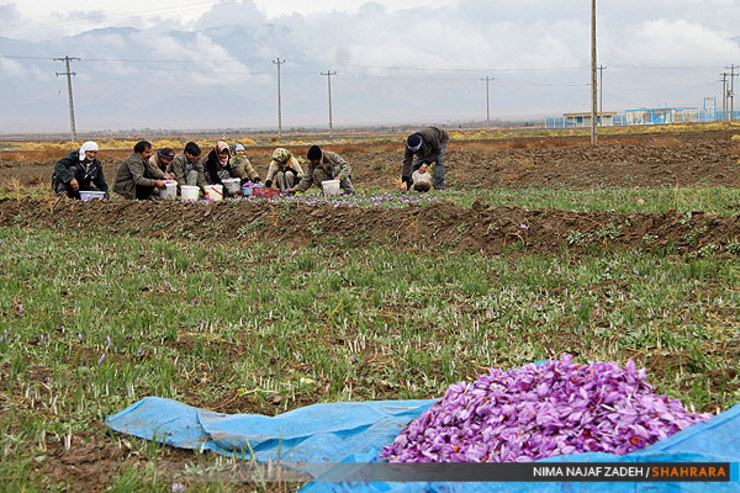 استقبال کشاورزان از خرید حمایتی زغفران/ امسال خرید بیش از ۵۲ تن زعفران در خراسان رضوی