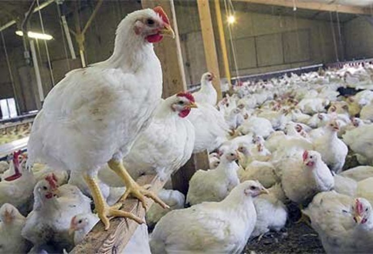 خریداری ۳۵۰ تن گوشت مرغ از مرغداران خراسانی