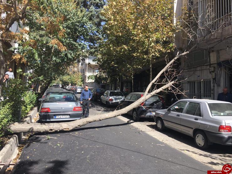 سقوط ۷۴ اصله درخت در سطح شهر مشهد