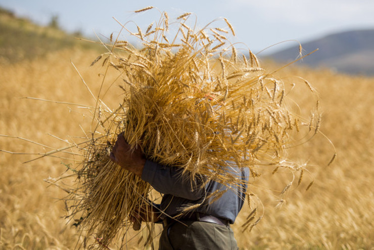 پیش‌بینی تولید ۶۶۸ هزار تن گندم در خراسان رضوی