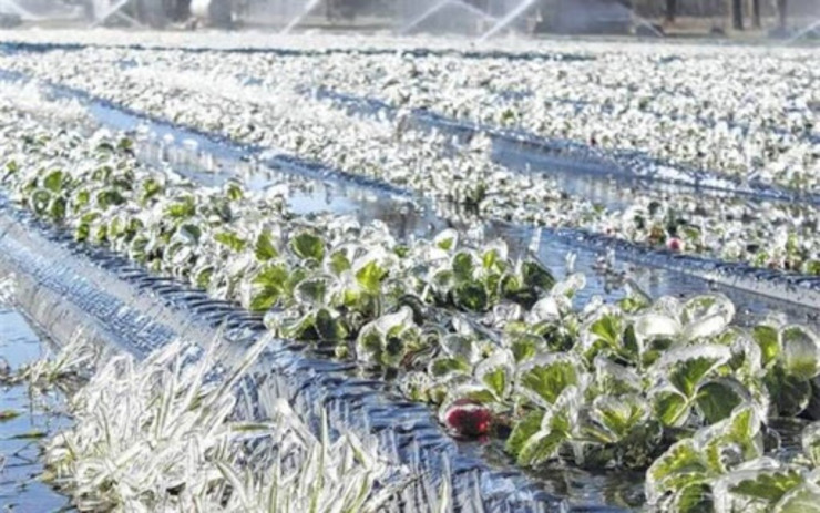 میزان خسارت سرمازدگی بخش کشاورزی خراسان رضوی بررسی می‌شود