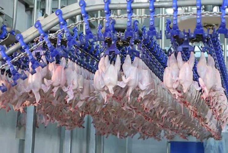 نظارت بر تولید ۳۶۳۱ تن گوشت مرغ در کشتارگاه‌های طیور استان خراسان رضوی