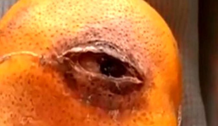 ماجرای پرتقالی که چشم داشت و گریه می کرد، چه بود | واکنش کاربران به این فیلم