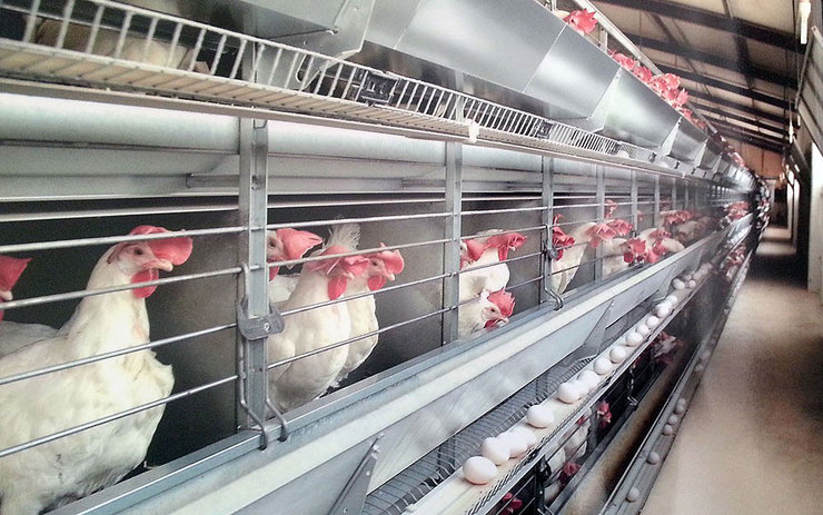 تولیدکنندگان صنعتی حاضر به خرید مرغ تخم‌گذار نیستند