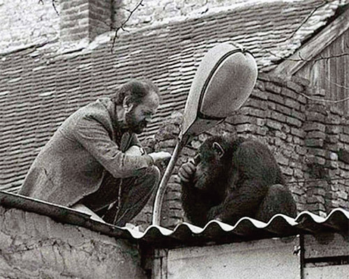 شامپانزه شورشی