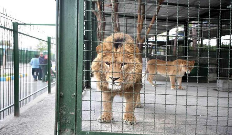 شیر باغ وحش مشهد به دلیل مسمومیت تلف شد