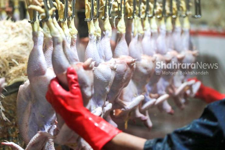 چرا عرضه مرغ در بازار کم شده است؟