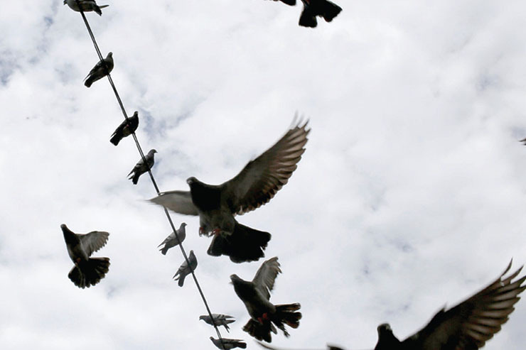 کبوترها، پرندگان مزاحم یا متخصصان قاچاق الماس؟