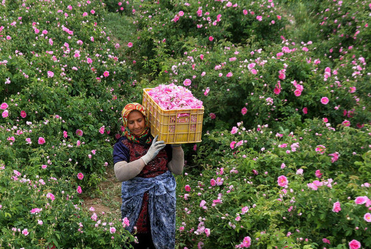 برداشت۶۳۰ تن گل محمدی از گلستان‌های مشهد/صادرات ۳۰ درصد گلاب مشهد به کشور‌های عربی