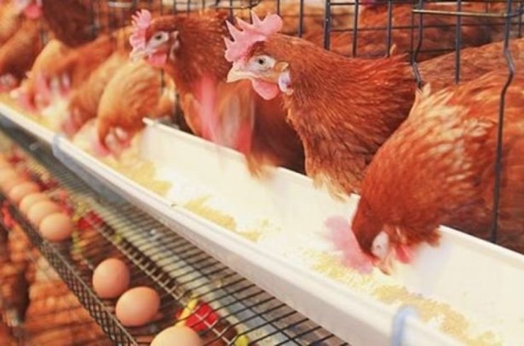 هشدار نسبت به کشتار مرغ‌های تخم‌گذار در خراسان‌رضوی/ کمبود تخم مرغ در پاییز ۹۹