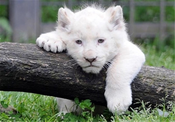 یک قلاده شیر سفید در باغ وحش هویزه متولد شد