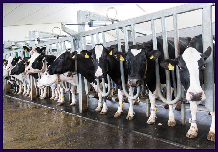 کمبود نهاده‌های دامی و کشتار گاوهای مولد/ منتظر افزایش شدید قیمت گوشت و شیر باشید!