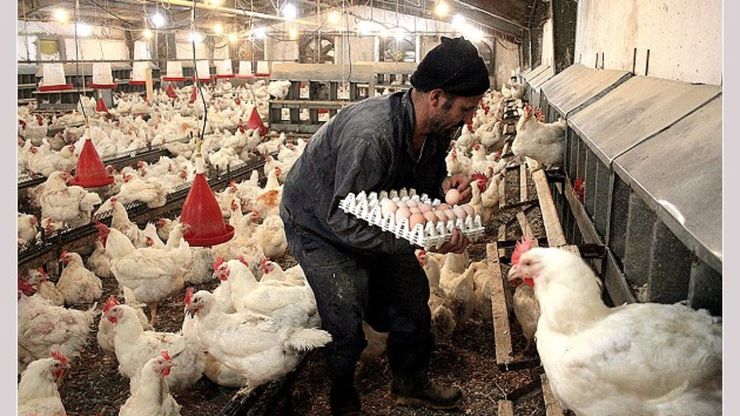 تعیین قیمت مرغ و تخم مرغ در آستانه ماه رمضان
