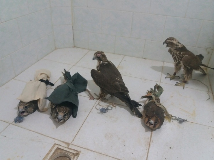 ۴.۵ میلیارد ریال ضرر و زیان شکارچیان پرندگان شکاری به محیط زیست خراسان رضوی