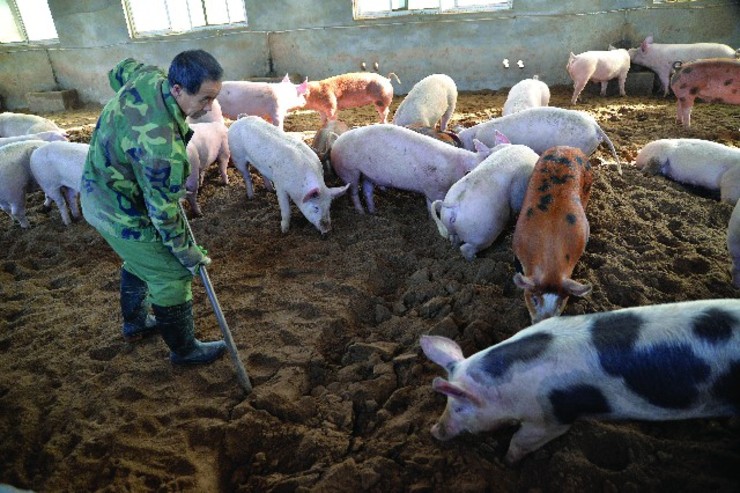 چین: آنفولانزای خوکی تحت کنترل است